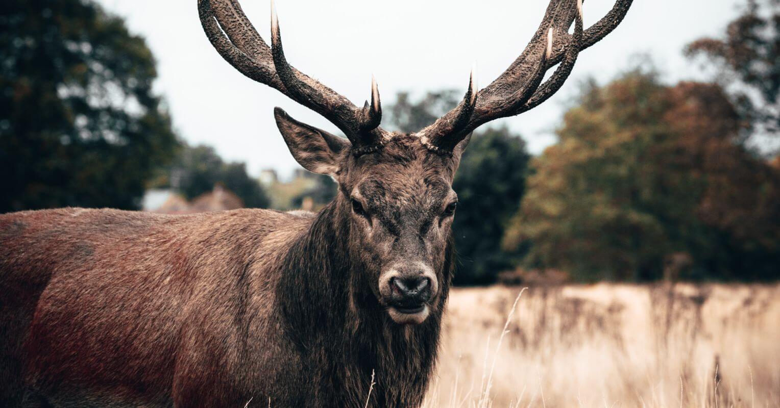 Is Hunting Ethical CampingComfortably
