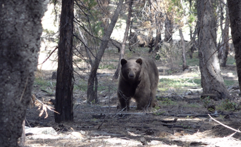 Ways to protect yourself from wild animals while camping