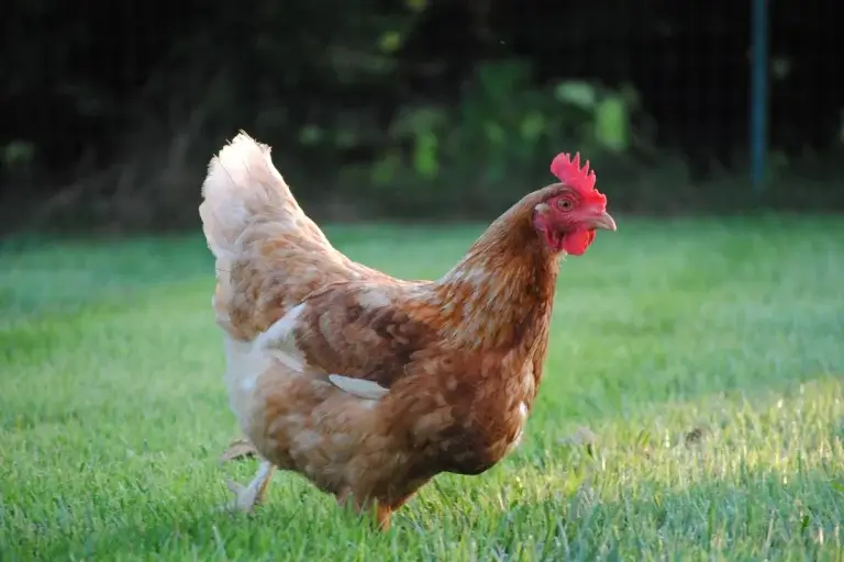 Why Going Off-Grid With Chickens Is Easier Than You Think