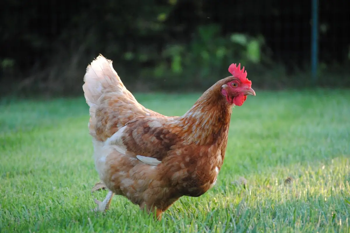 Why Going Off-Grid With Chickens Is Easier Than You Think
